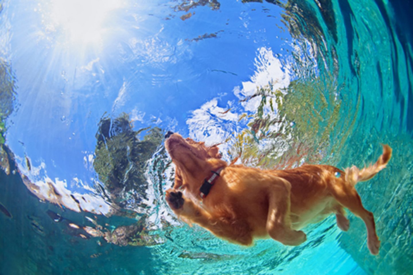dog-in-pool